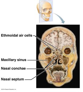 Coronal section of the nasal cavity showing conchae and sinuses