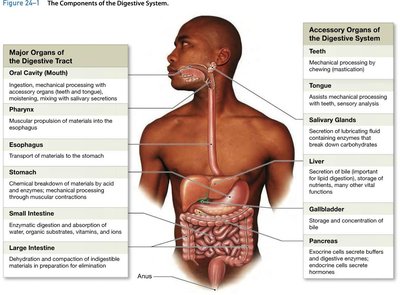 Major organs and accessory organs of the digestive system