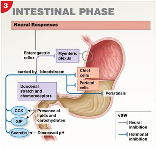 Intestinal phase of gastric regulation