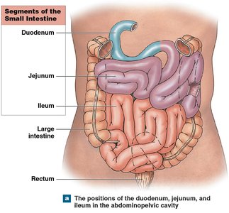 Segments of the small intestine