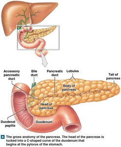 Gross anatomy of the pancreas