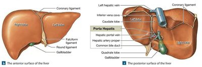 Anatomy of the liver