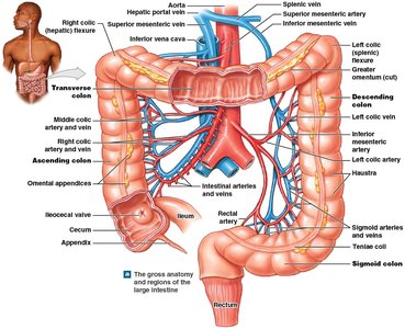 Anatomy and regions of the large intestine
