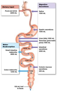 Water absorption and secretion in the digestive tract
