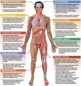 Integration of the digestive system with other body systems