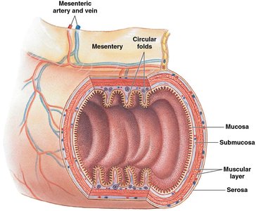 Layers of the digestive tract wall