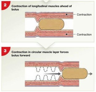 Contraction of longitudinal muscles ahead of bolus and contraction in circular muscle layer forces bolus forward