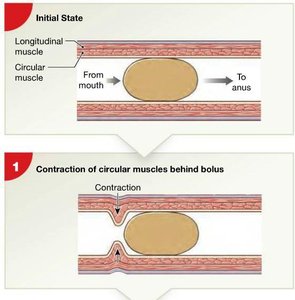 Initial state and contraction of circular muscles behind bolus