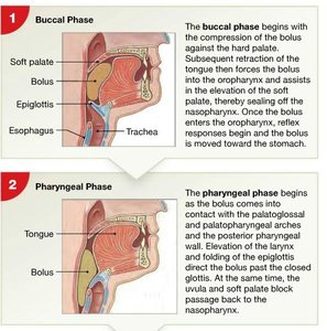 Buccal and pharyngeal phases of swallowing