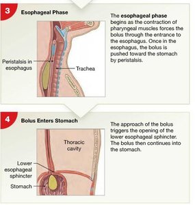 Esophageal phase and entry of bolus into stomach