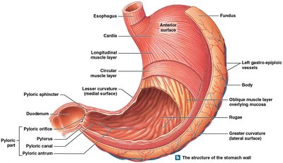 Anatomy of the stomach