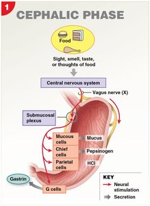 Cephalic phase of gastric regulation