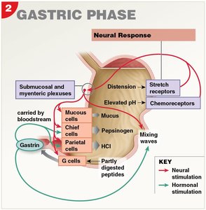Gastric phase of gastric regulation