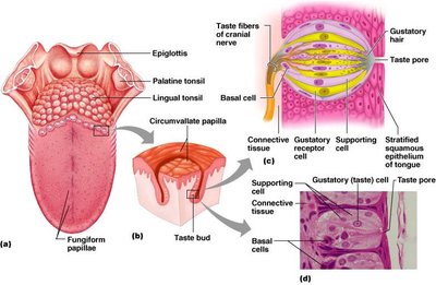 Anatomy of taste buds and papillae