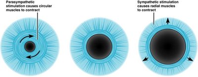 Pupil constriction and dilation