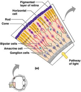 Layers of the retina