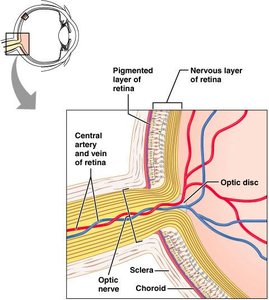 Optic disc and ganglion cell axons