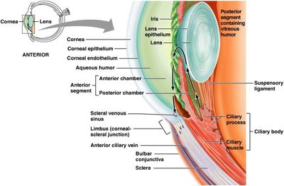 Anterior segment and aqueous humor flow