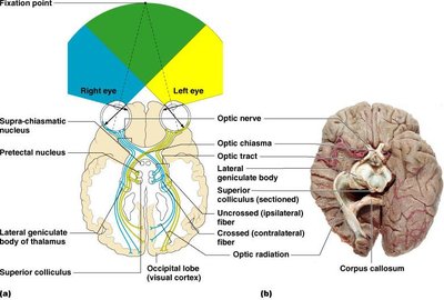 Visual pathways from retina to brain