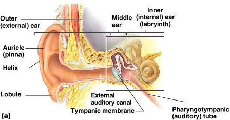 Anatomy of the ear: outer, middle, and inner ear