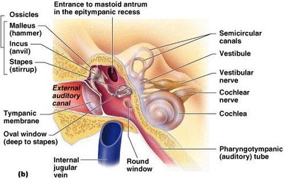 Middle ear and ossicles