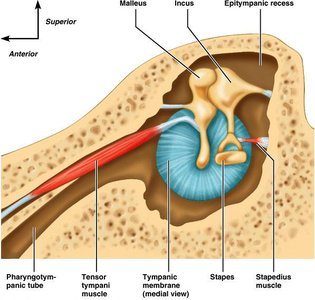 Ear ossicles and associated muscles