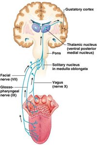 Gustatory pathway from tongue to brain