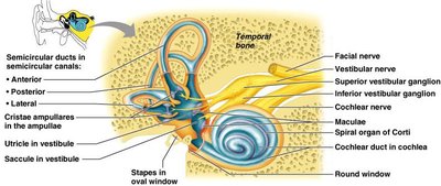 Semicircular canals and ducts
