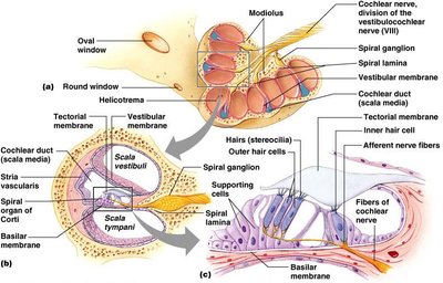 Cochlea and organ of Corti
