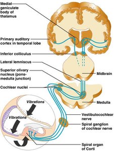Auditory pathway from cochlea to brain