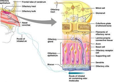 Olfactory epithelium and pathway