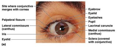 External anatomy of the eye