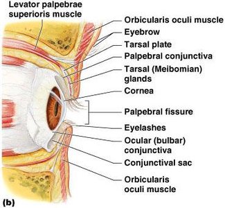 Internal anatomy of the eyelid and conjunctiva