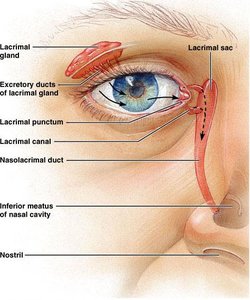 Lacrimal apparatus and tear drainage