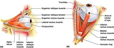Extrinsic eye muscles