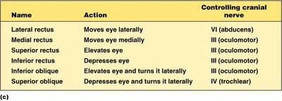 Table of extrinsic eye muscles and cranial nerve innervation