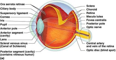Structure of the eyeball