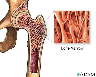 Bone marrow structure