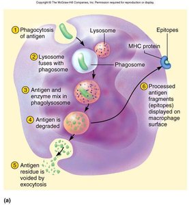 T cell activation and clonal selection