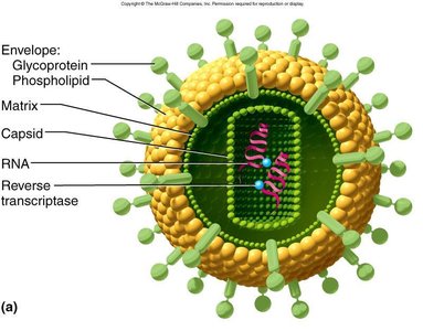 HIV virus structure