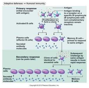 Primary and secondary humoral immune responses