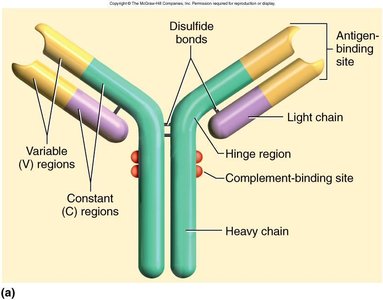 Antibody structure diagram