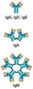Antibody classes: IgG, IgD, IgE, IgA, IgM