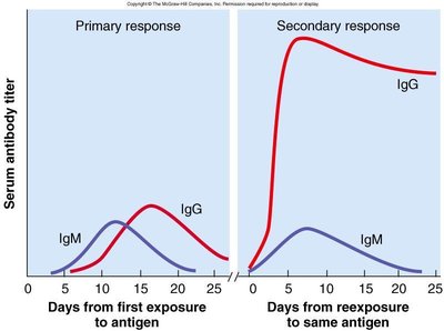 Serum antibody titer: primary and secondary response