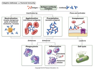 Antibody functions: neutralization, agglutination, precipitation, complement activation