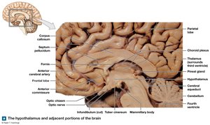 Hypothalamus and adjacent portions of the brain