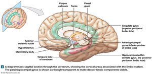 Diagrammatic sagittal section showing limbic system components