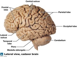 Lateral view, cadaver brain