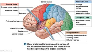 Major anatomical landmarks and functional areas of the cerebral cortex