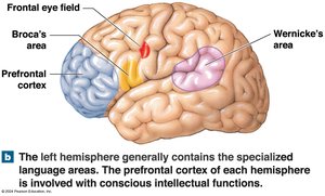 Specialized language areas and prefrontal cortex